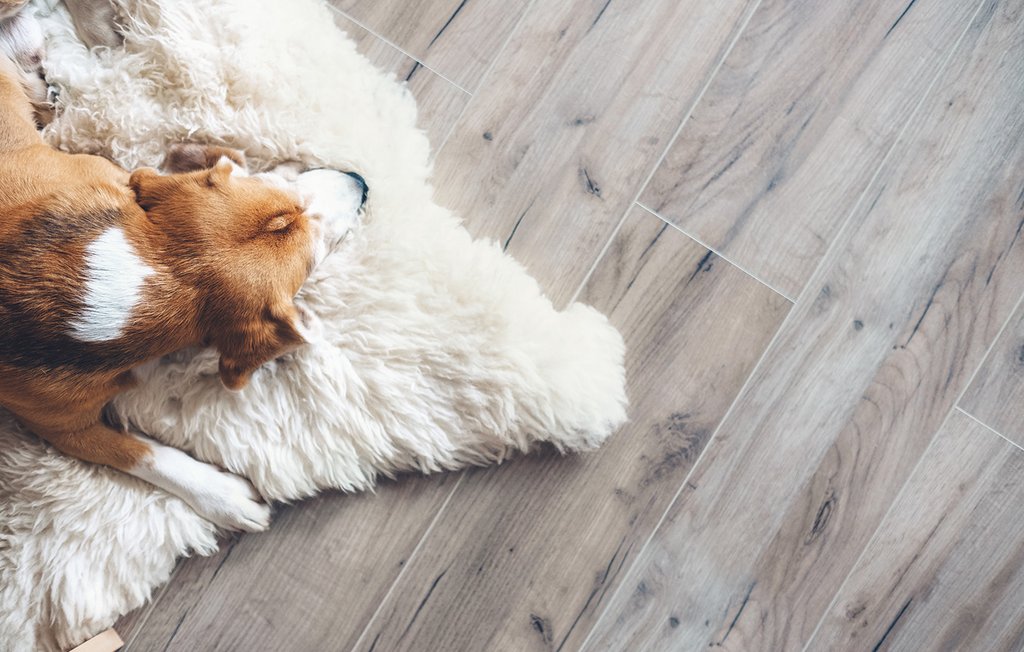 Hund liegt auf einem Laminatfußboden