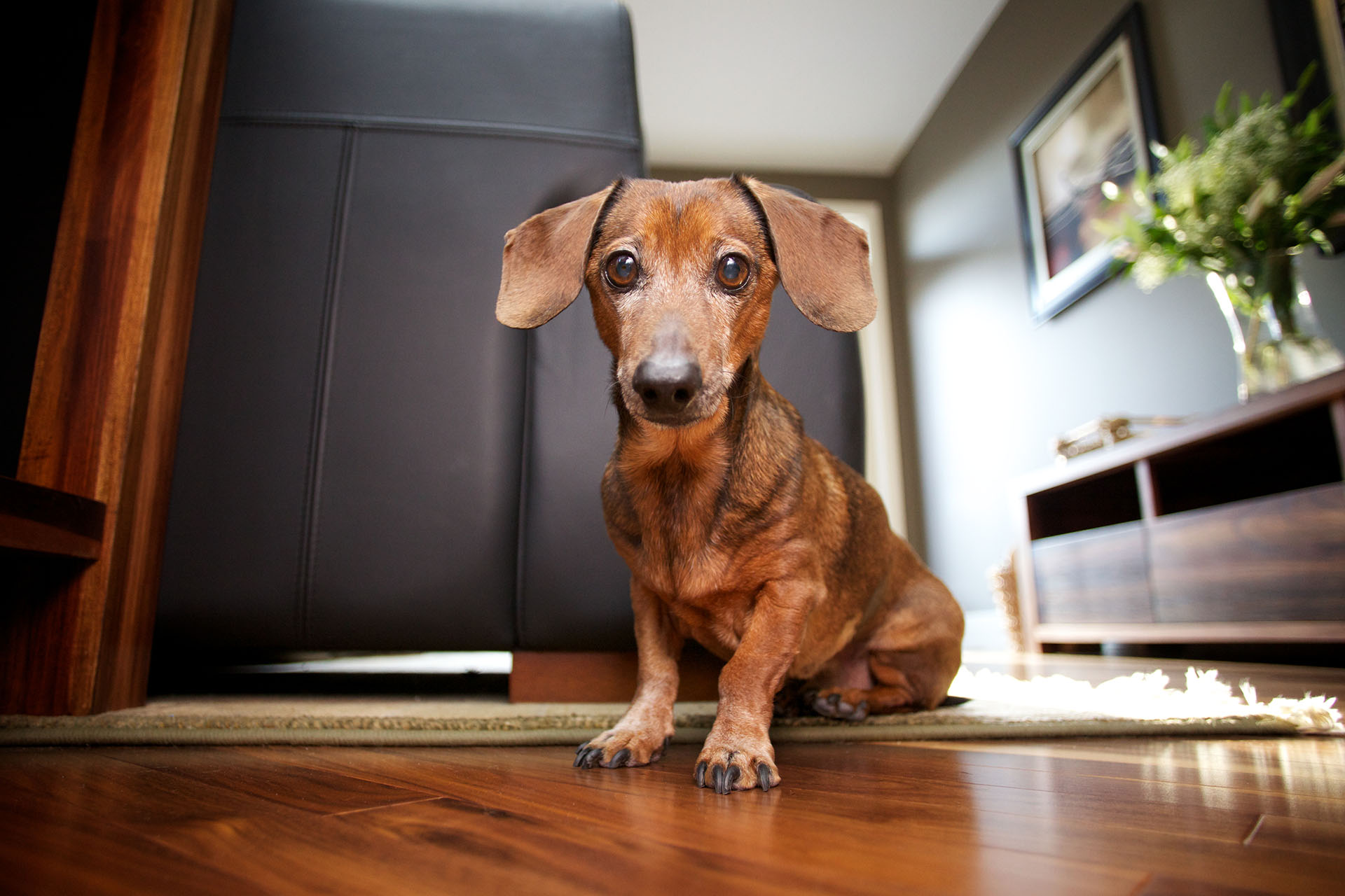 Hund sitzt auf Echtholzboden